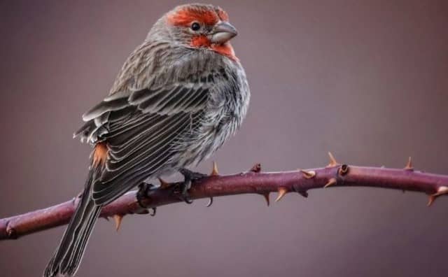 Rêver d’être un oiseau