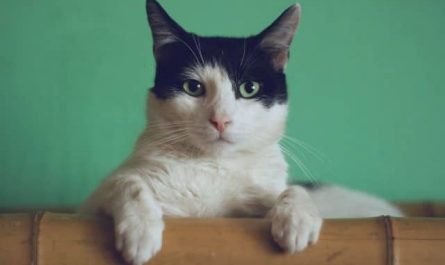 Pourquoi rêver d'un chat dans la maison ?