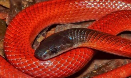 Pourquoi rêver d'un gros serpent rouge ?