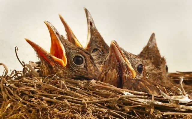 Rêver d’un nid d’oiseau dans la maison