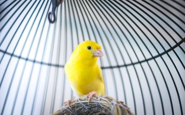 Pourquoi rêver d'un oiseau en cage ?