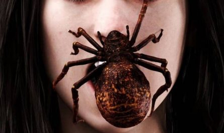 Pourquoi rêver d'une araignée sur le visage ?