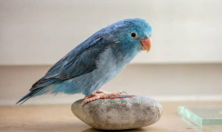 Pourquoi rêver de canari bleu ?