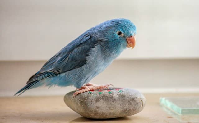 Rêver d’un canari bleu