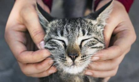 Pourquoi rêver de caresser un chat ?