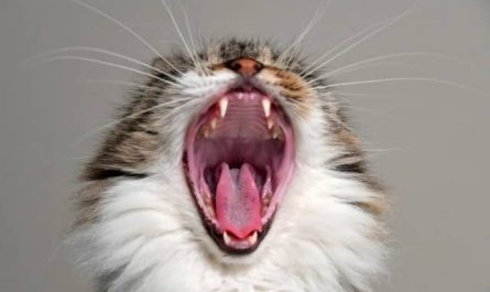 Pourquoi rêver de chat qui parle ?
