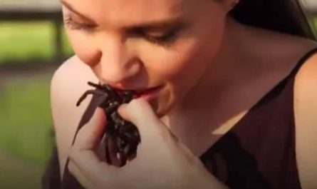 Pourquoi rêver de manger une araignée ?