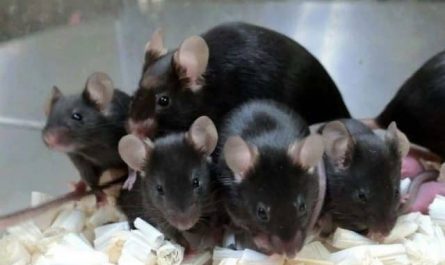 Pourquoi rêver de souris noires ?