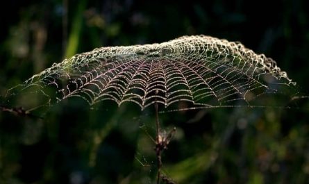 Pourquoi rêver de toile d'araignée ?