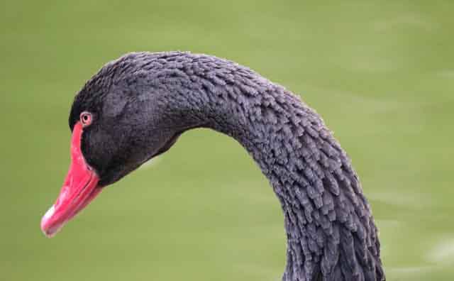 Rêver de voir un cygne noir