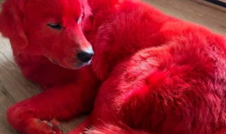 Que signifie rêver de chien rouge ?
