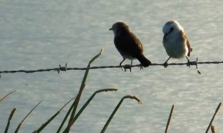 Pourquoi rêver d'oiseaux ?