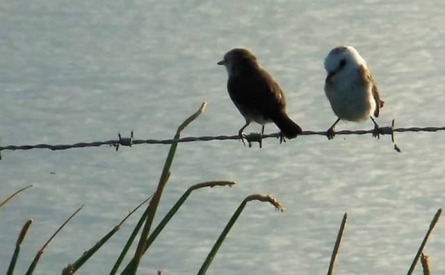 Rêver d’oiseaux : Les interprétations courantes