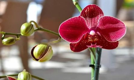 Pourquoi rêver d'orchidée rouge ?