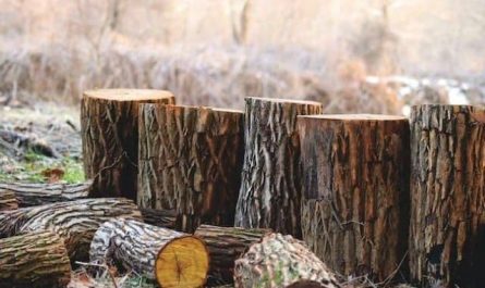 Pourquoi rêver d'un tronc d'arbre ?