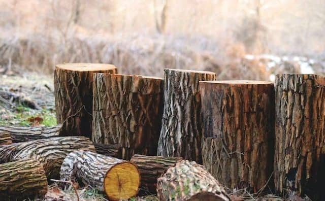 Rêver D’un Tronc D’arbre