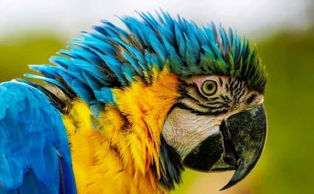 Rêver de ara : bleu, jaune, coloré, blanc, à la main, attaquant, bébé…
