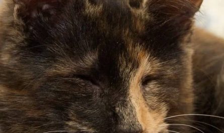 Pourquoi rêver de chat aveugle ?