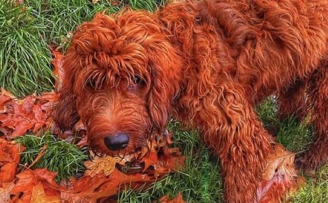 Rêver de chien orange