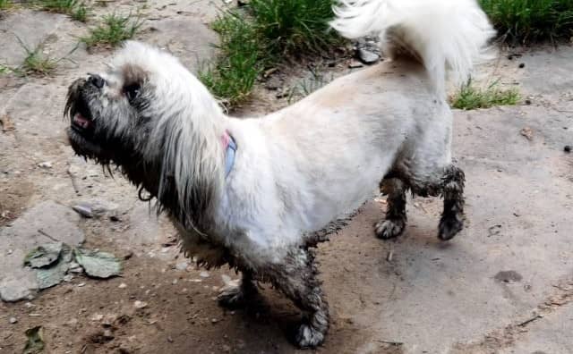 Rêver de chien sale