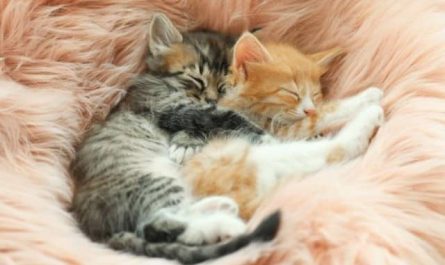 Pourquoi rêver de fourrure de chat ?