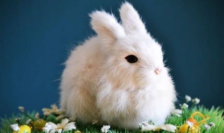 Pourquoi rêver de fourrure de lapin ?