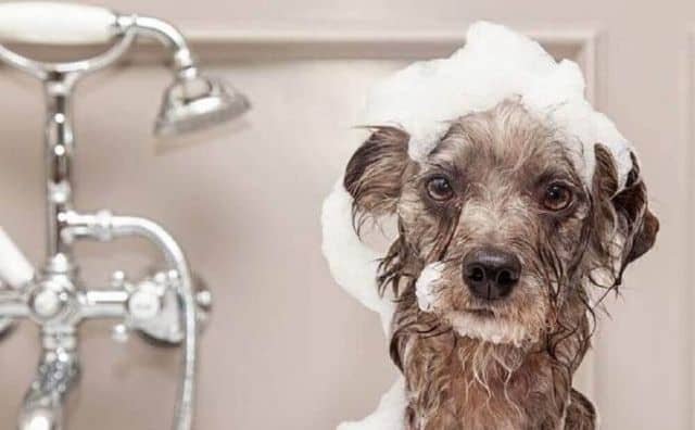 Rêver de laver un chien