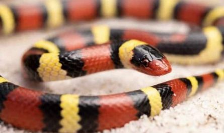Pourquoi rêver de serpent corail ?