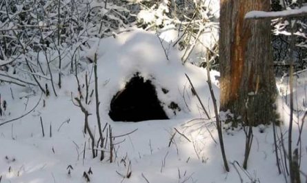 Pourquoi rêver de tanière ?