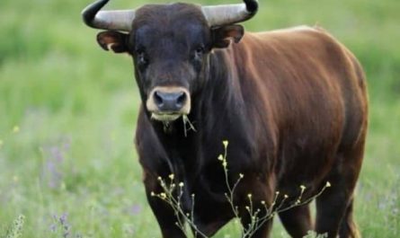 Pourquoi rêver de taureau ?
