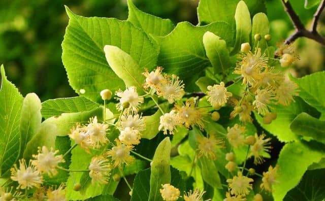 Pourquoi rêver de tilleul en fleur ?