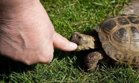 Pourquoi rêver de tortue qui mord ?