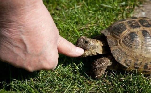 Rêver de tortue qui mord