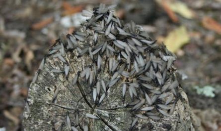 Pourquoi rêver de termites ?