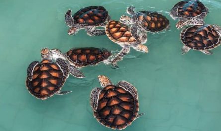 Pourquoi rêver de tortues de mer ?